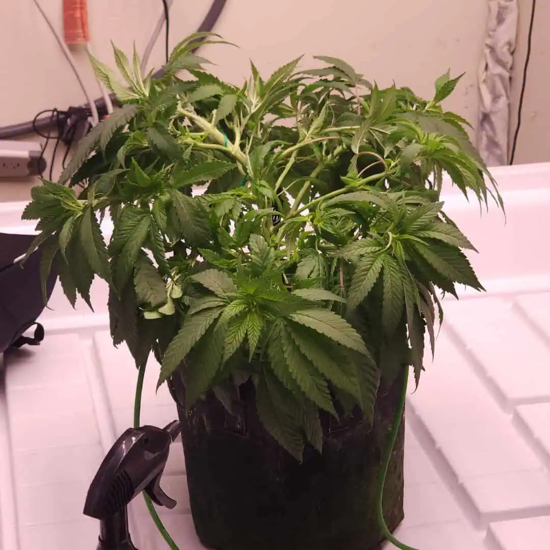 3rd run, 8 plant mom hunt - indoor top fed DTW with rockwool — vegetative, day 90