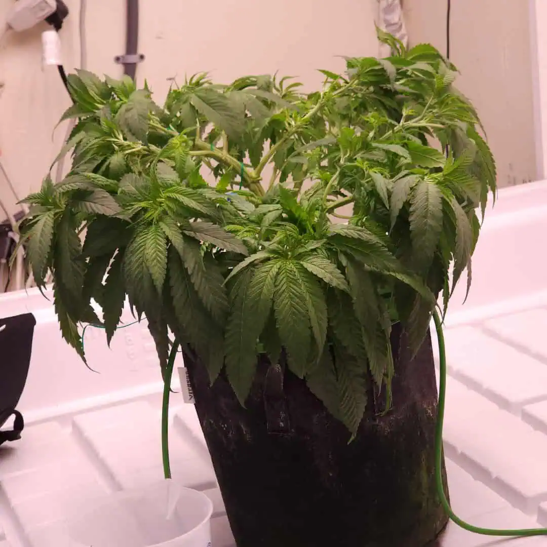 3rd run, 8 plant mom hunt - indoor top fed DTW with rockwool — vegetative, day 92