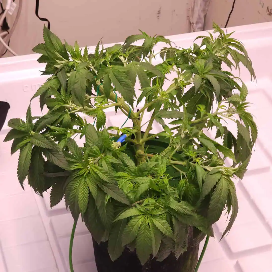 3rd run, 8 plant mom hunt - indoor top fed DTW with rockwool — vegetative, day 92