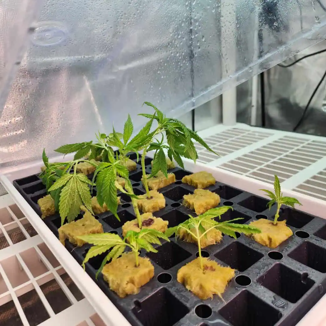 3rd run, 8 plant mom hunt - indoor top fed DTW with rockwool — vegetative, day 92