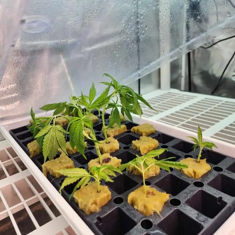 3rd run, 8 plant mom hunt - indoor top fed DTW with rockwool — vegetative, day 92