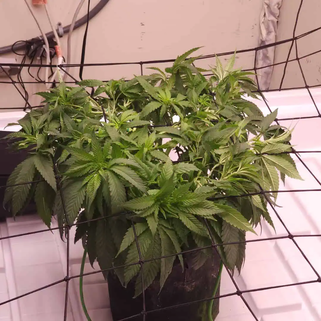 3rd run, 8 plant mom hunt - indoor top fed DTW with rockwool — vegetative, day 95
