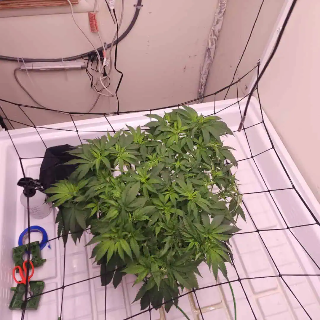 3rd run, 8 plant mom hunt - indoor top fed DTW with rockwool — vegetative, day 102