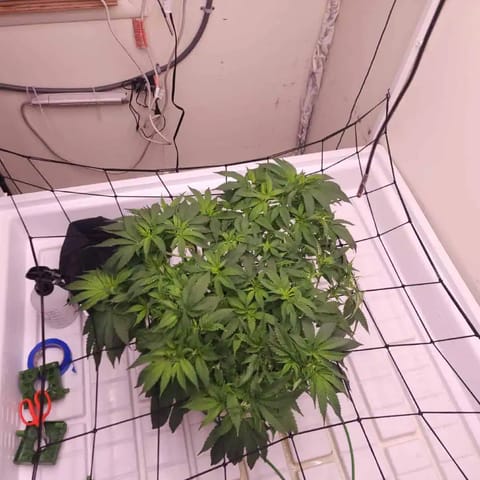 3rd run, 8 plant mom hunt - indoor top fed DTW with rockwool — vegetative, day 102