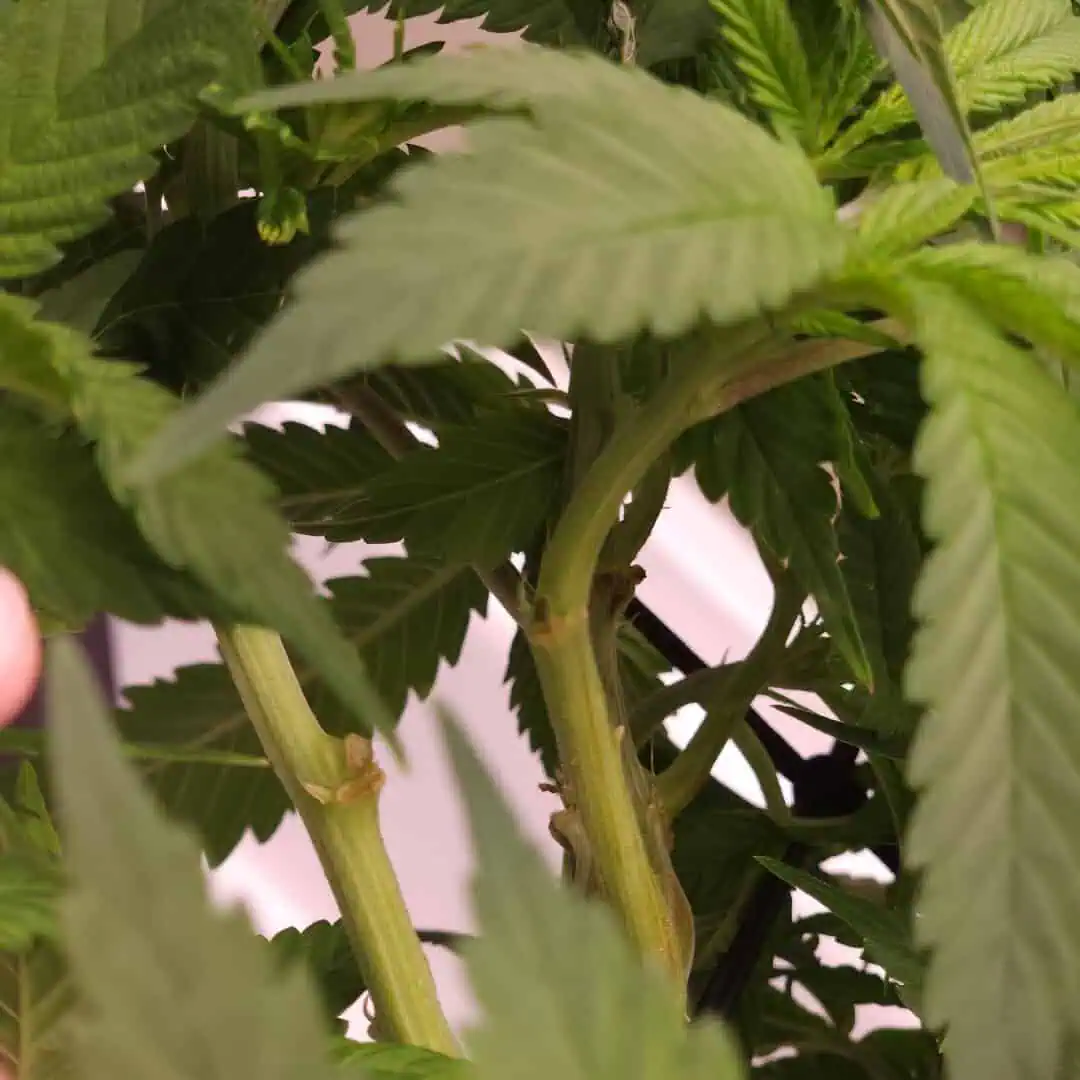 3rd run, 8 plant mom hunt - indoor top fed DTW with rockwool — vegetative, day 102