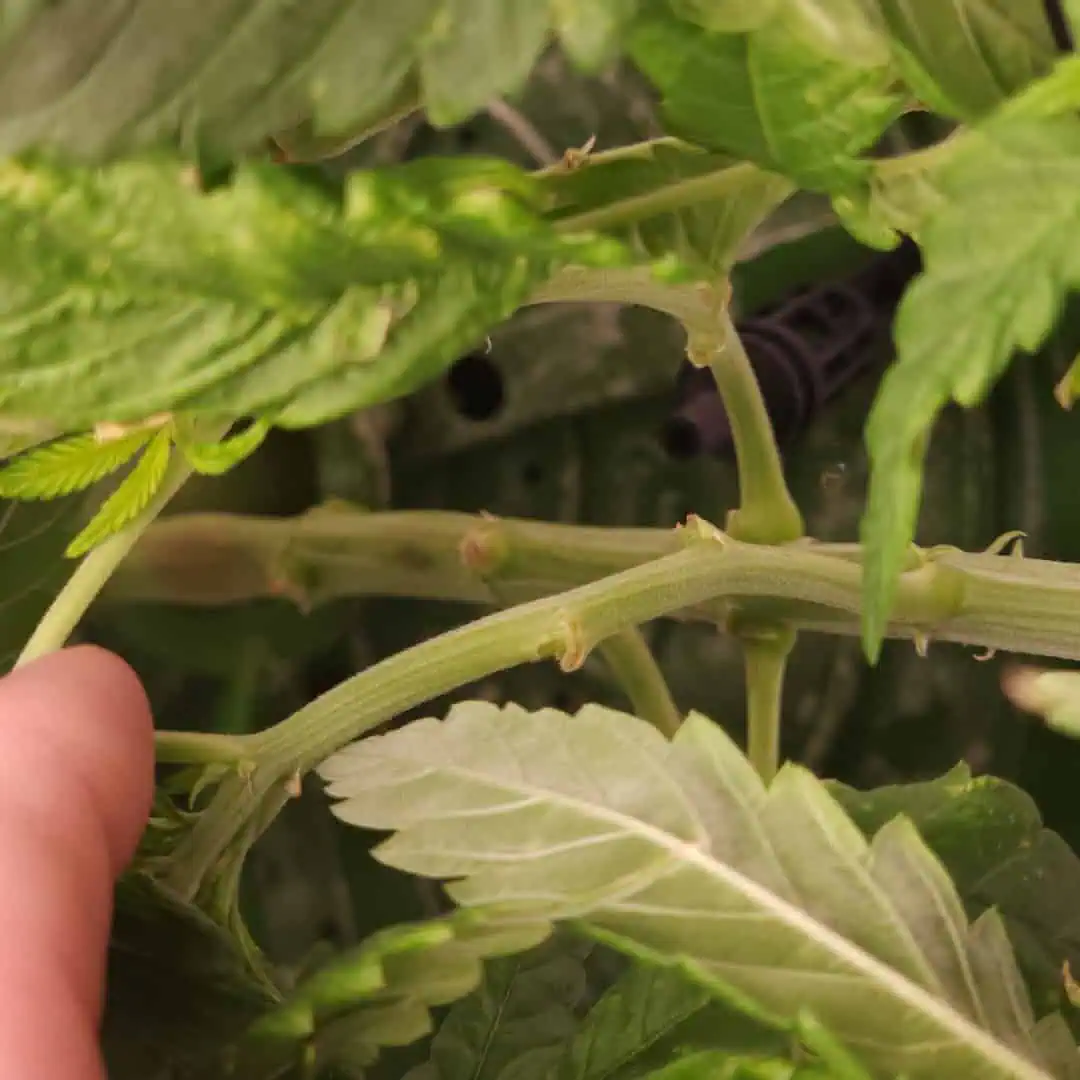 3rd run, 8 plant mom hunt - indoor top fed DTW with rockwool — vegetative, day 102