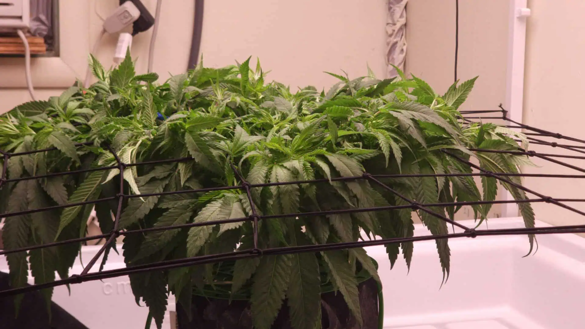 3rd run, 8 plant mom hunt - indoor top fed DTW with rockwool — flower, day 105