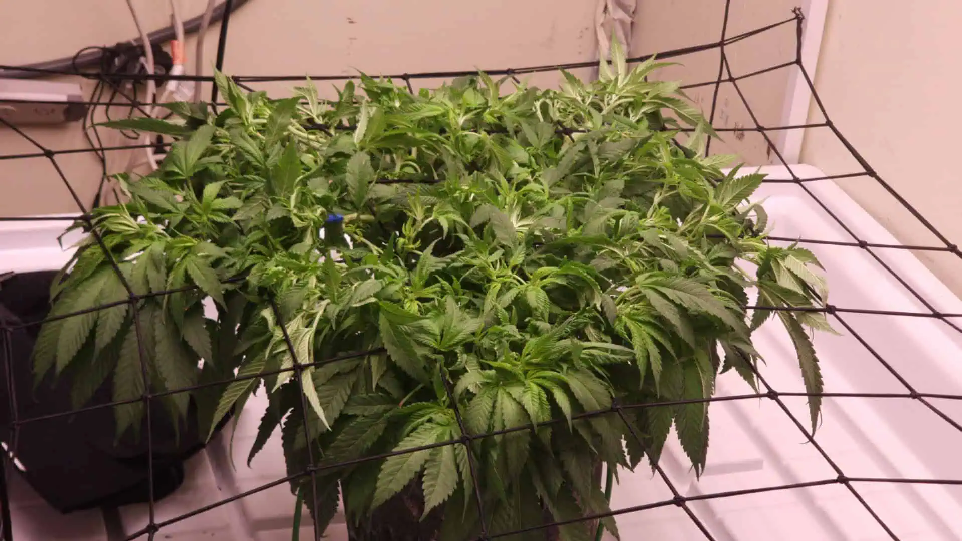 3rd run, 8 plant mom hunt - indoor top fed DTW with rockwool — flower, day 105