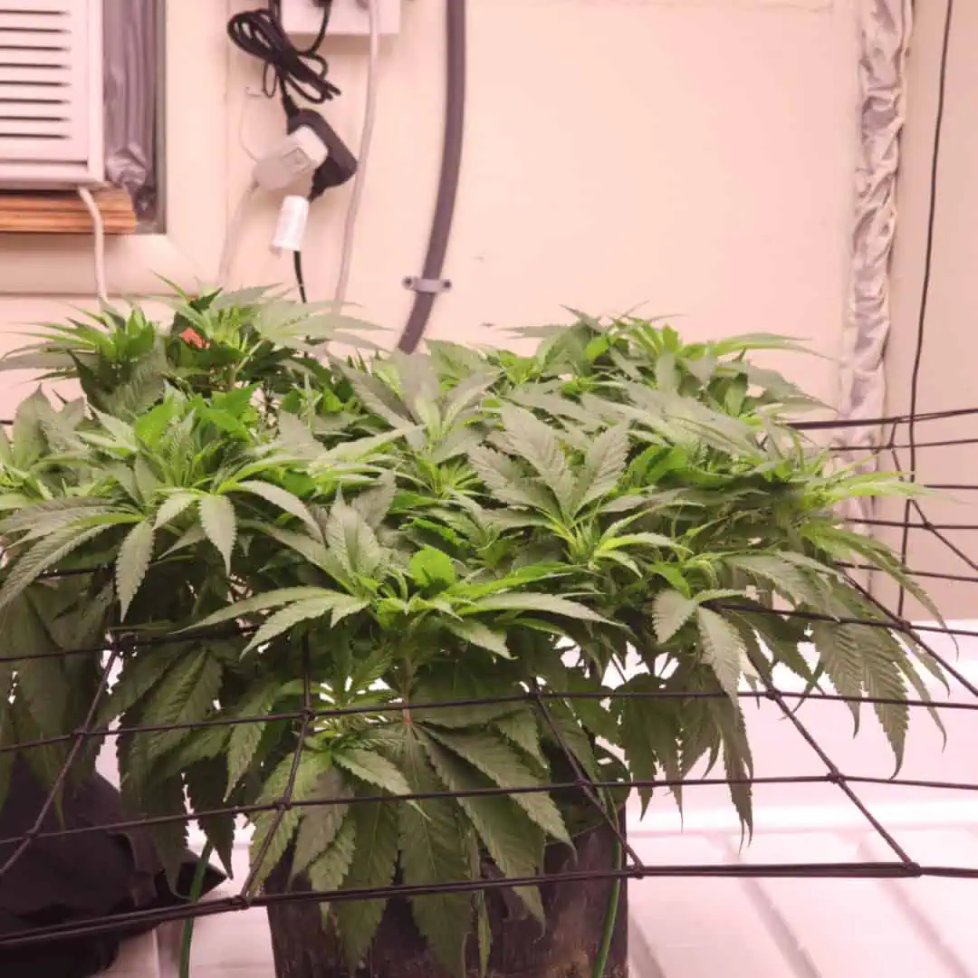 3rd run, 8 plant mom hunt - indoor top fed DTW with rockwool — flower, day 105