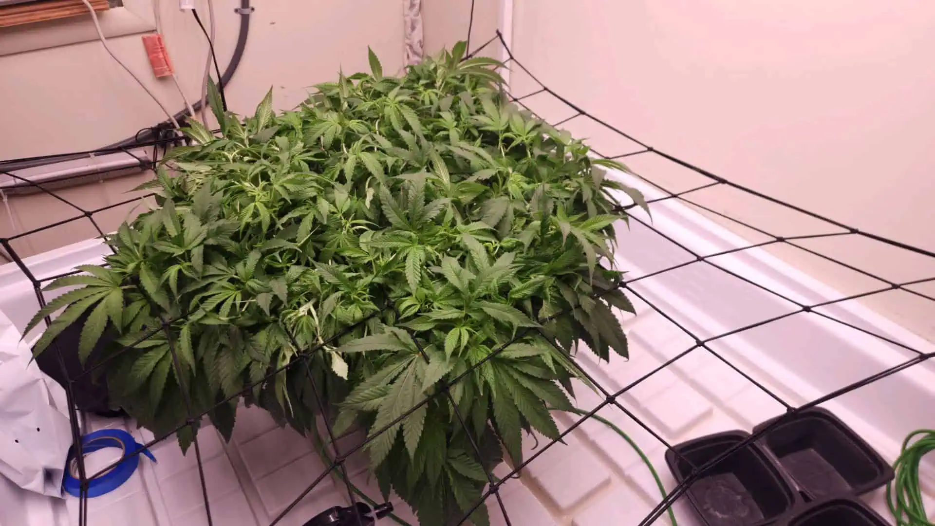 3rd run, 8 plant mom hunt - indoor top fed DTW with rockwool — flower, day 109
