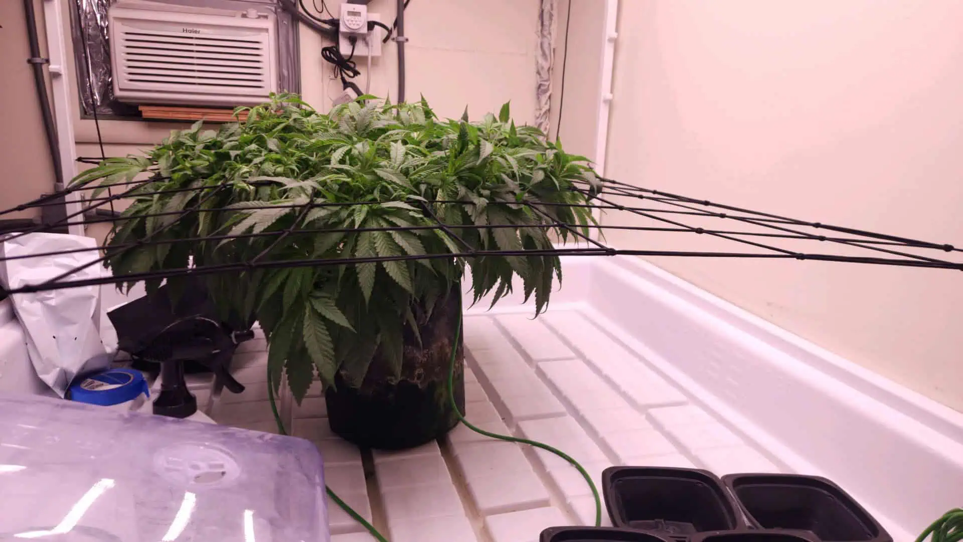 3rd run, 8 plant mom hunt - indoor top fed DTW with rockwool — flower, day 109