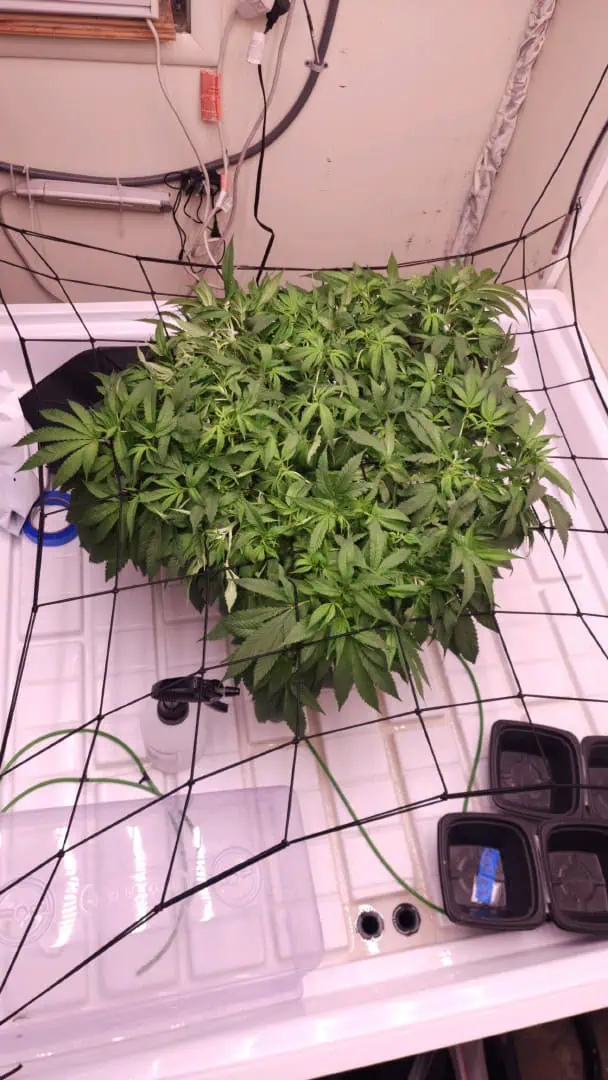 3rd run, 8 plant mom hunt - indoor top fed DTW with rockwool — flower, day 109
