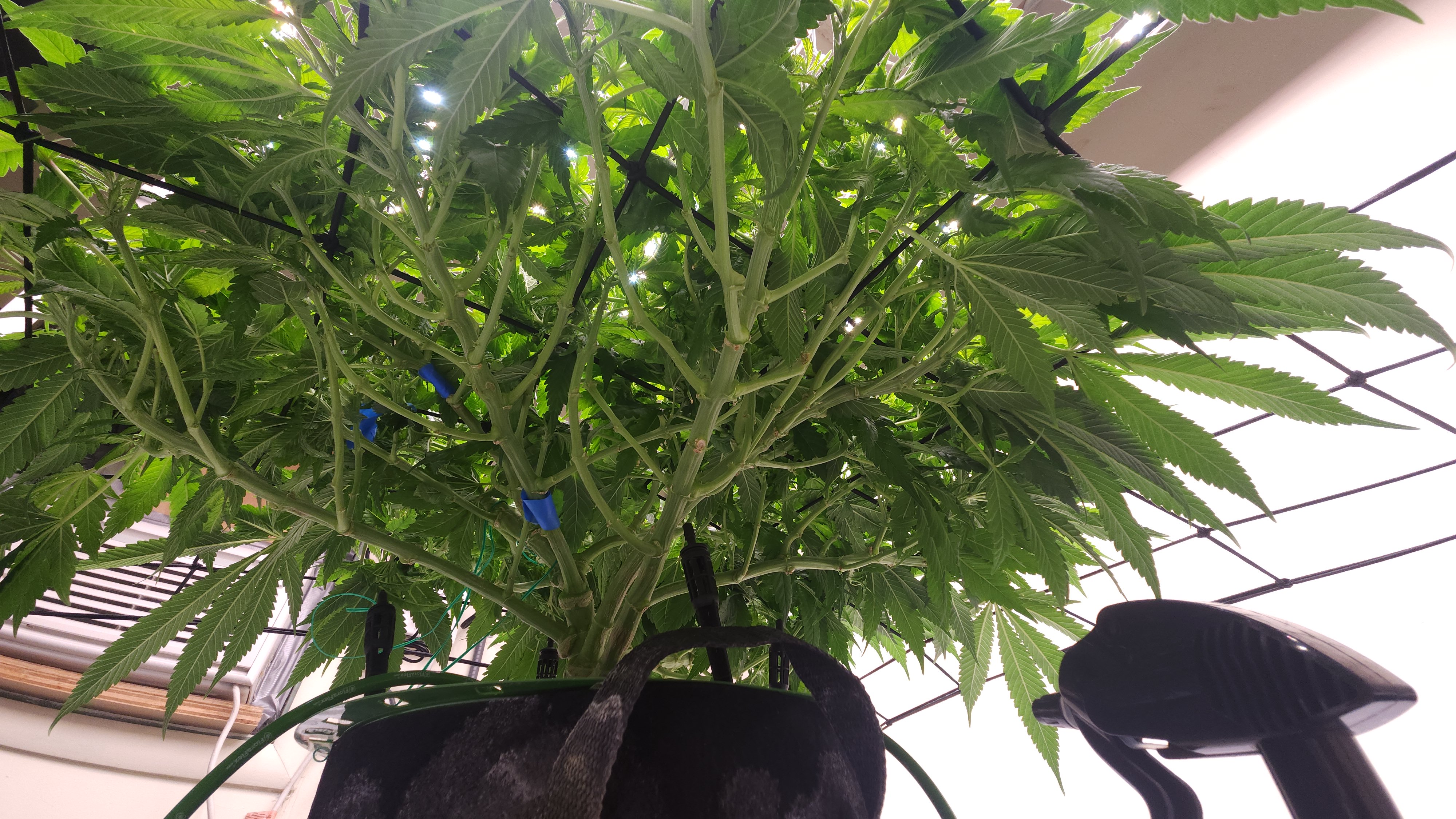 3rd run, 8 plant mom hunt - indoor top fed DTW with rockwool — flower, day 112