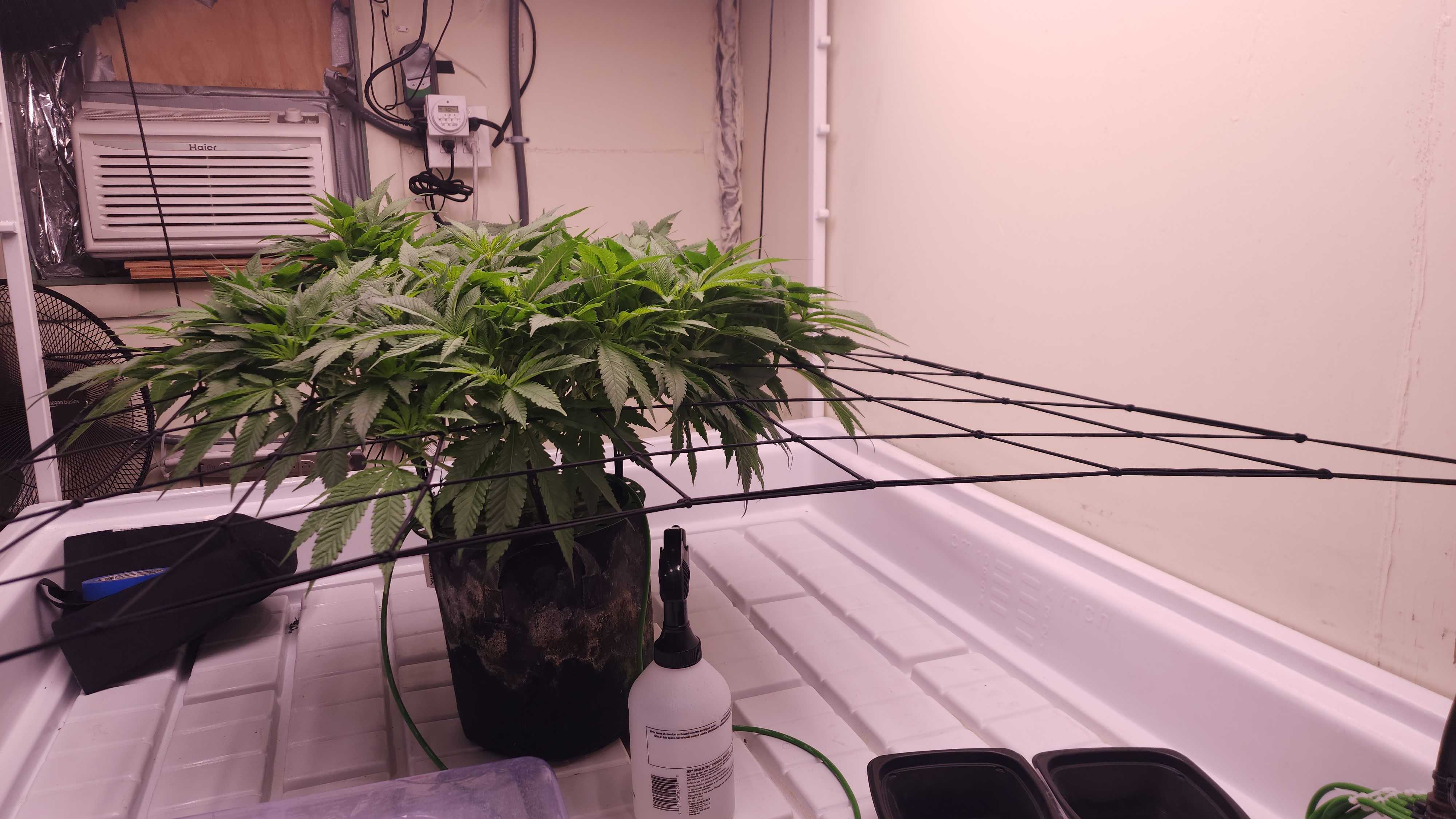 3rd run, 8 plant mom hunt - indoor top fed DTW with rockwool — flower, day 113