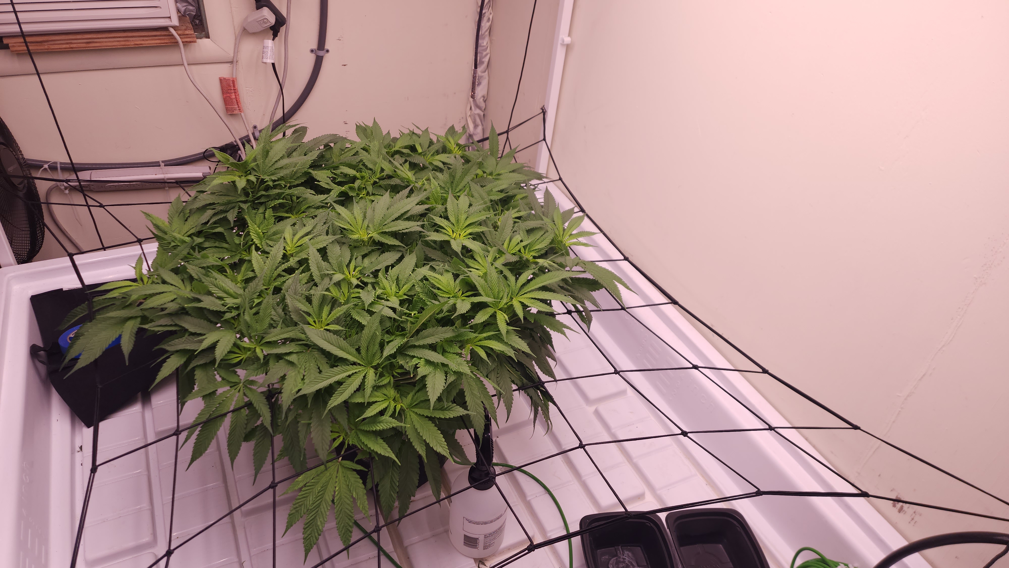 3rd run, 8 plant mom hunt - indoor top fed DTW with rockwool — flower, day 113