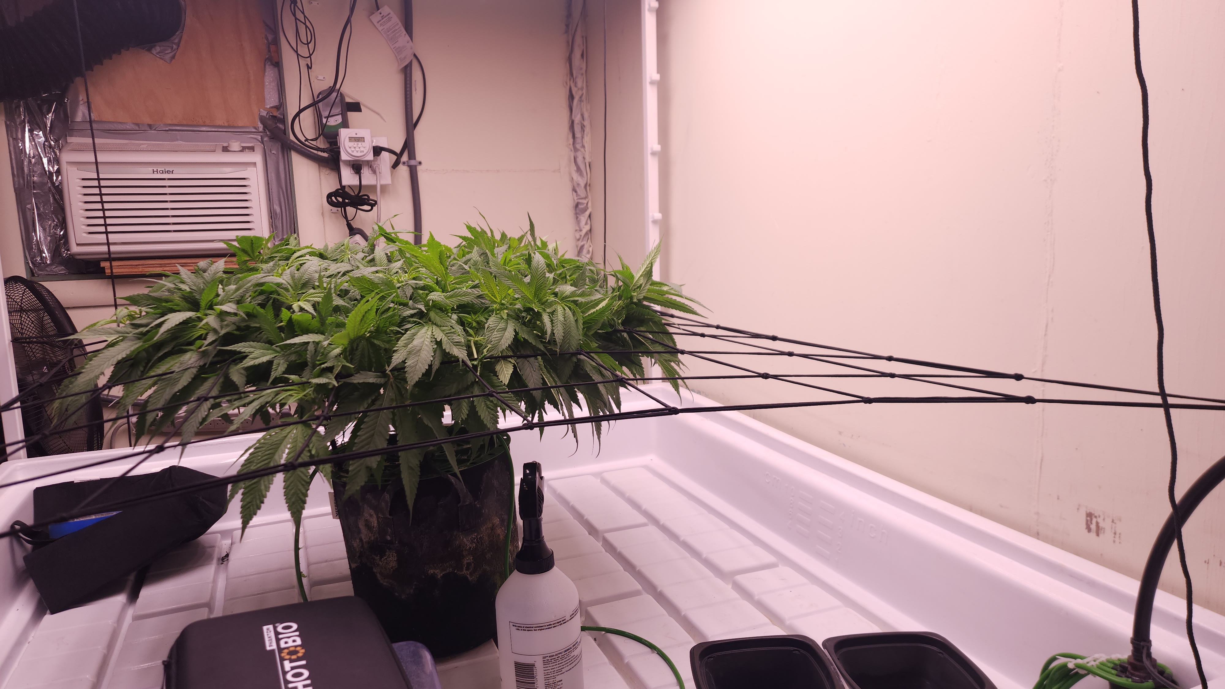 3rd run, 8 plant mom hunt - indoor top fed DTW with rockwool — flower, day 113