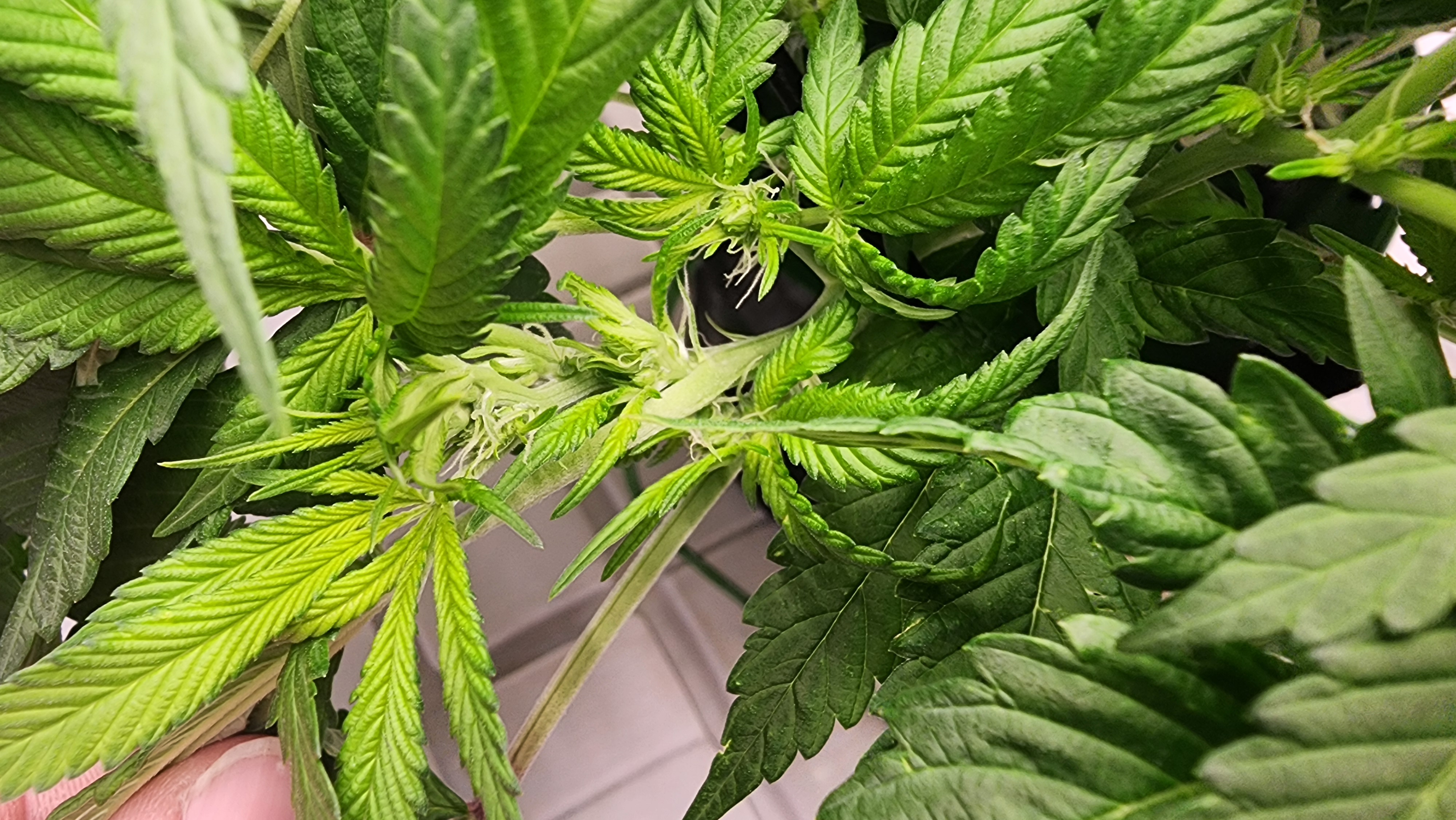3rd run, 8 plant mom hunt - indoor top fed DTW with rockwool — flower, day 115