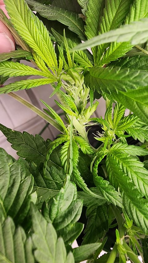 3rd run, 8 plant mom hunt - indoor top fed DTW with rockwool — flower, day 115