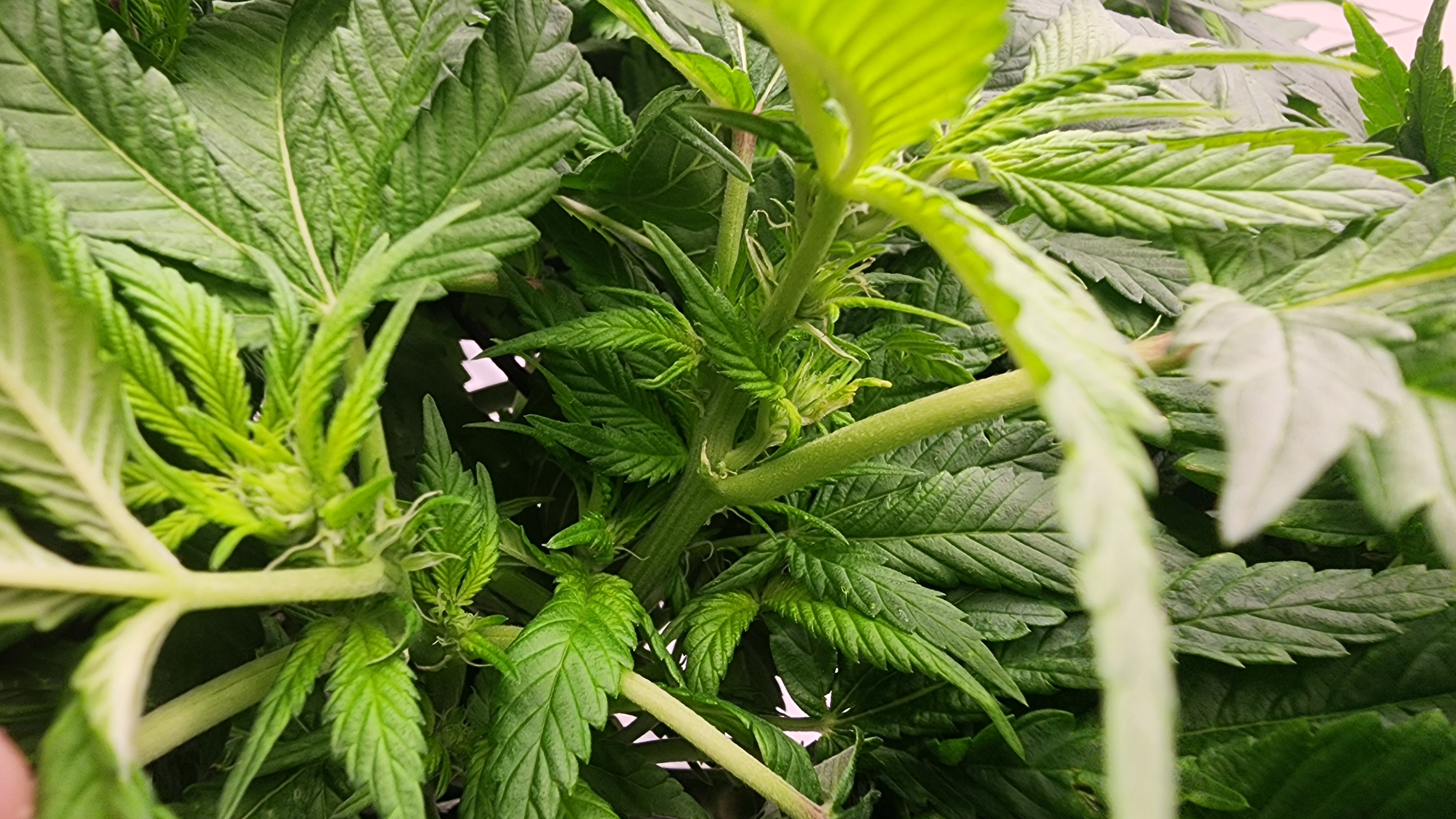 3rd run, 8 plant mom hunt - indoor top fed DTW with rockwool — flower, day 115