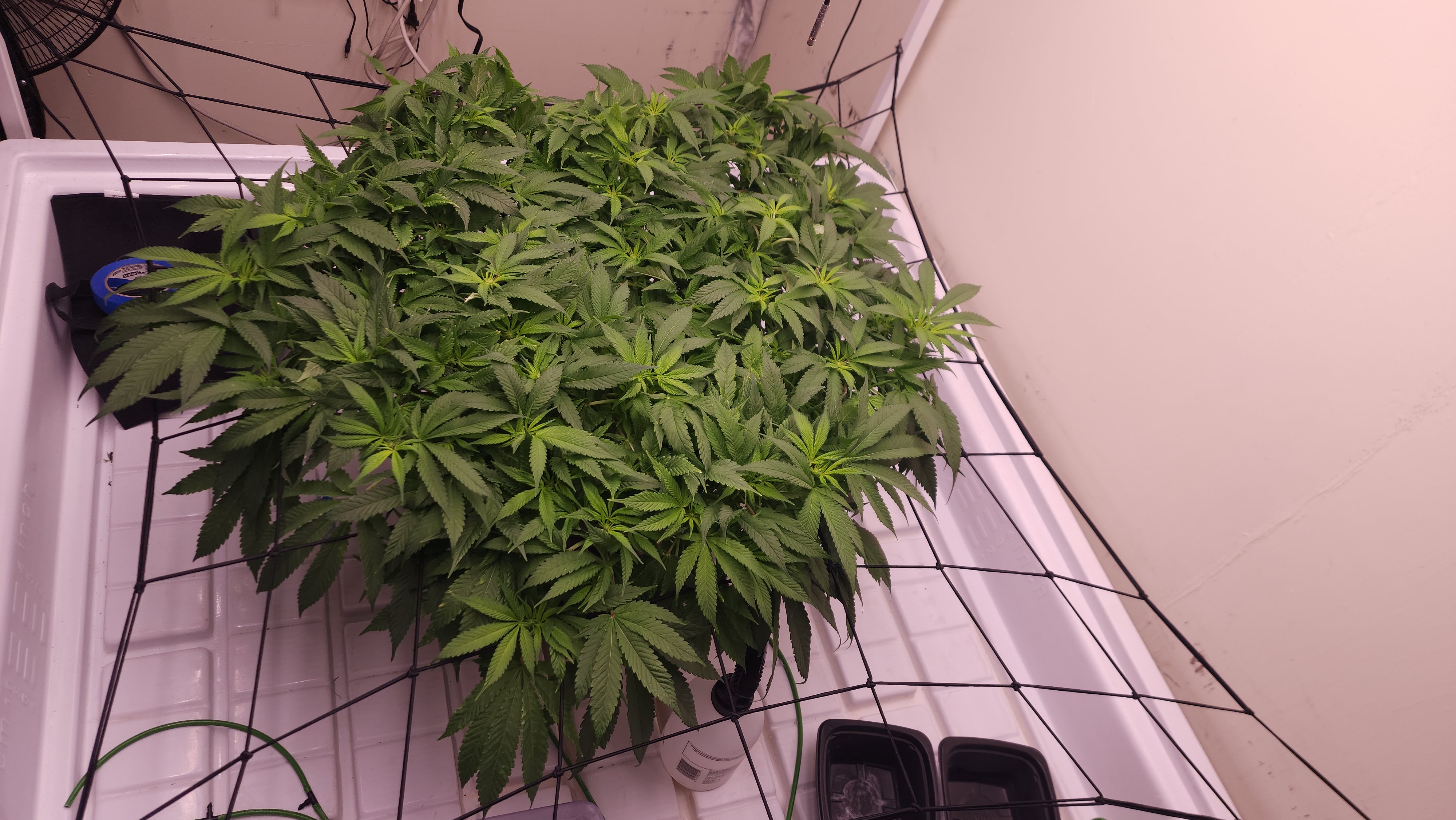 3rd run, 8 plant mom hunt - indoor top fed DTW with rockwool — flower, day 115