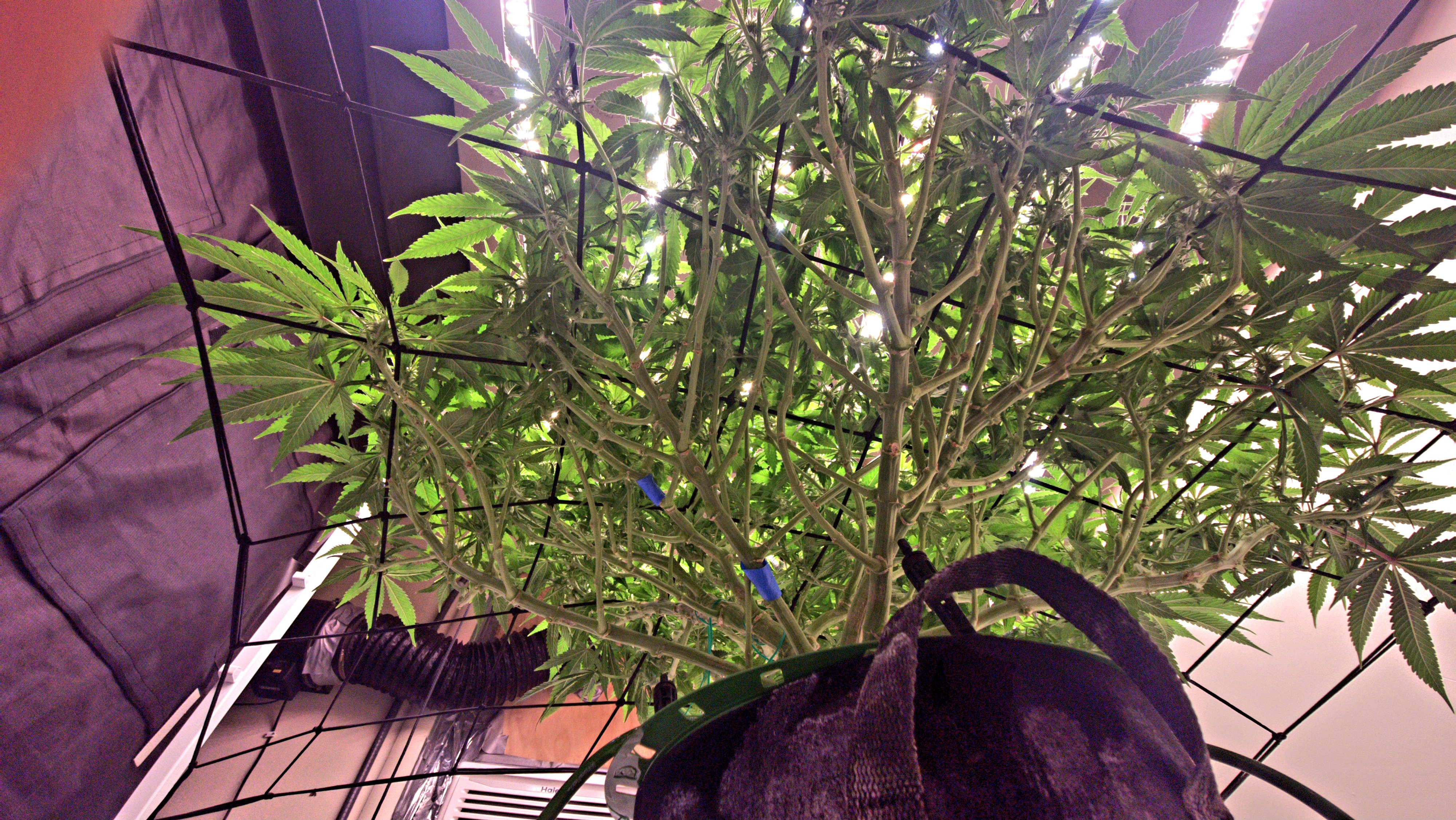 3rd run, 8 plant mom hunt - indoor top fed DTW with rockwool — flower, day 121