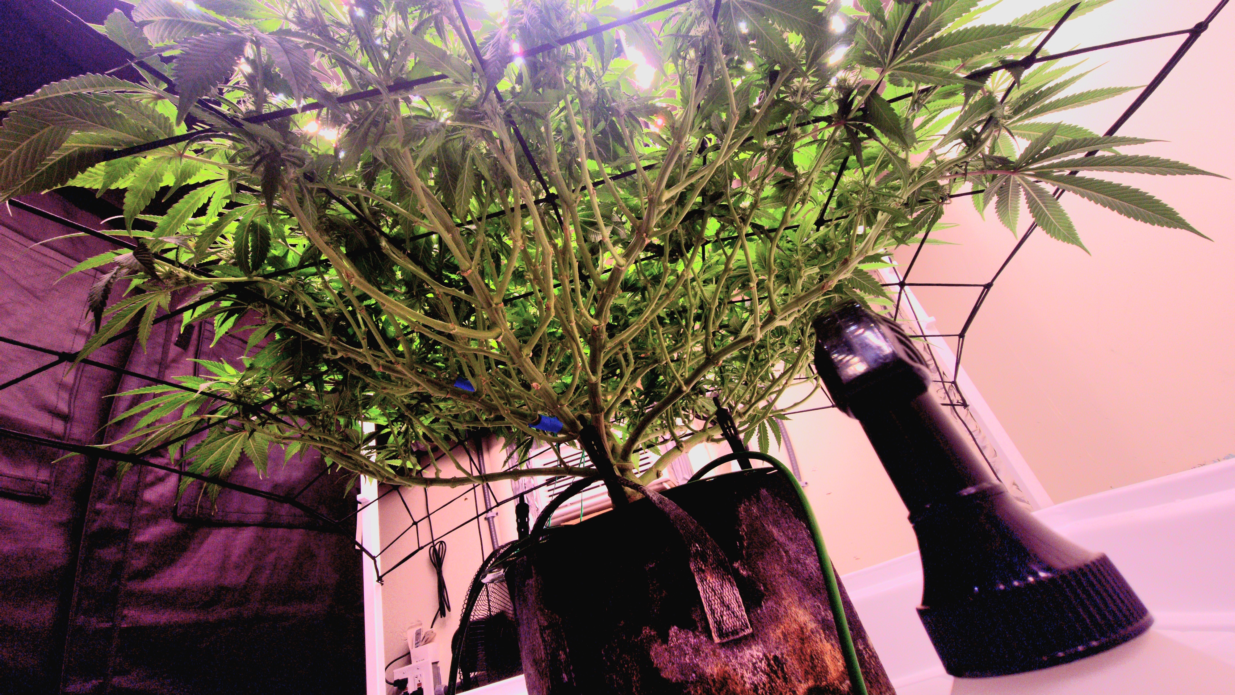 3rd run, 8 plant mom hunt - indoor top fed DTW with rockwool — flower, day 121