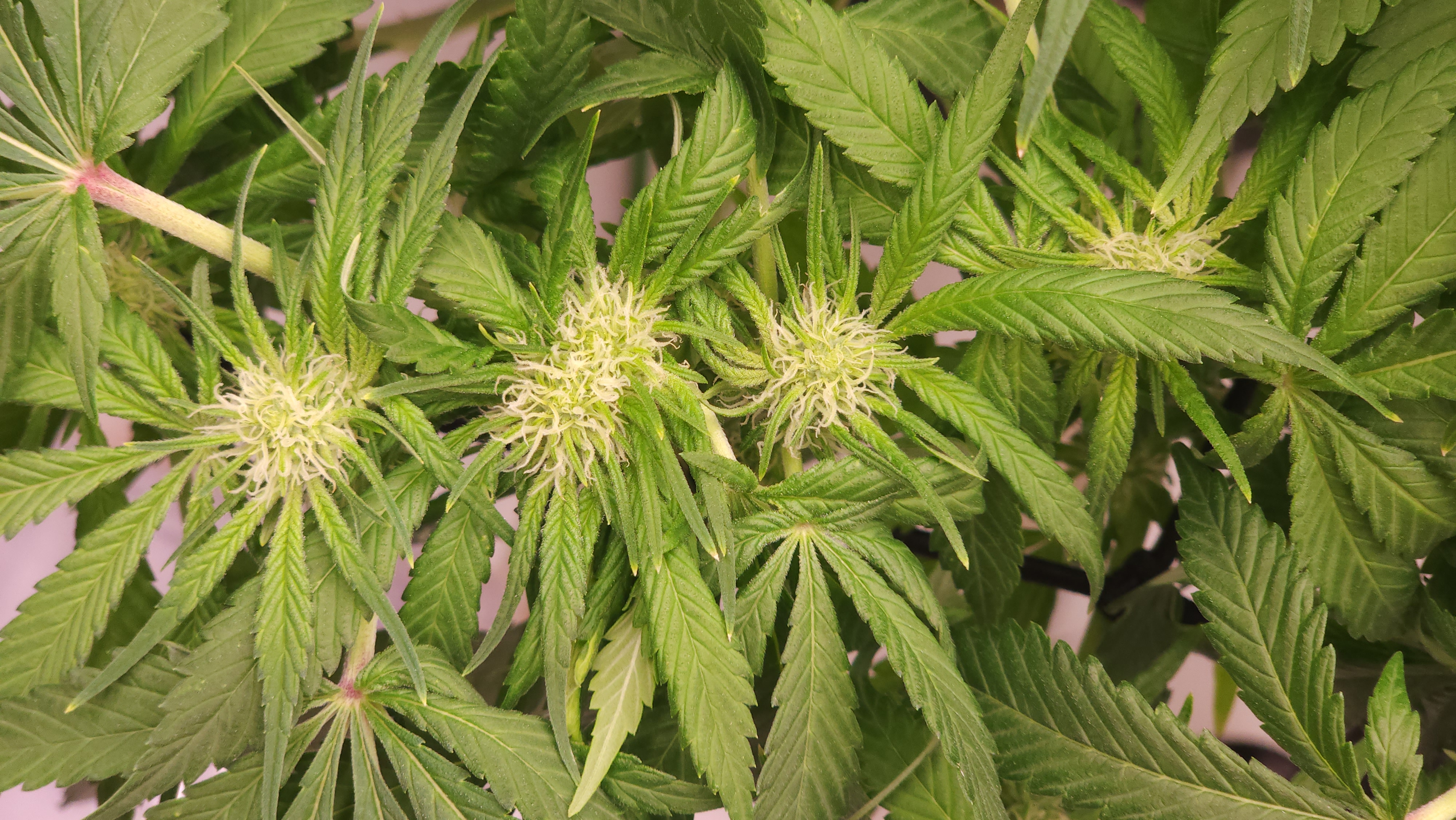 3rd run, 8 plant mom hunt - indoor top fed DTW with rockwool — flower, day 121
