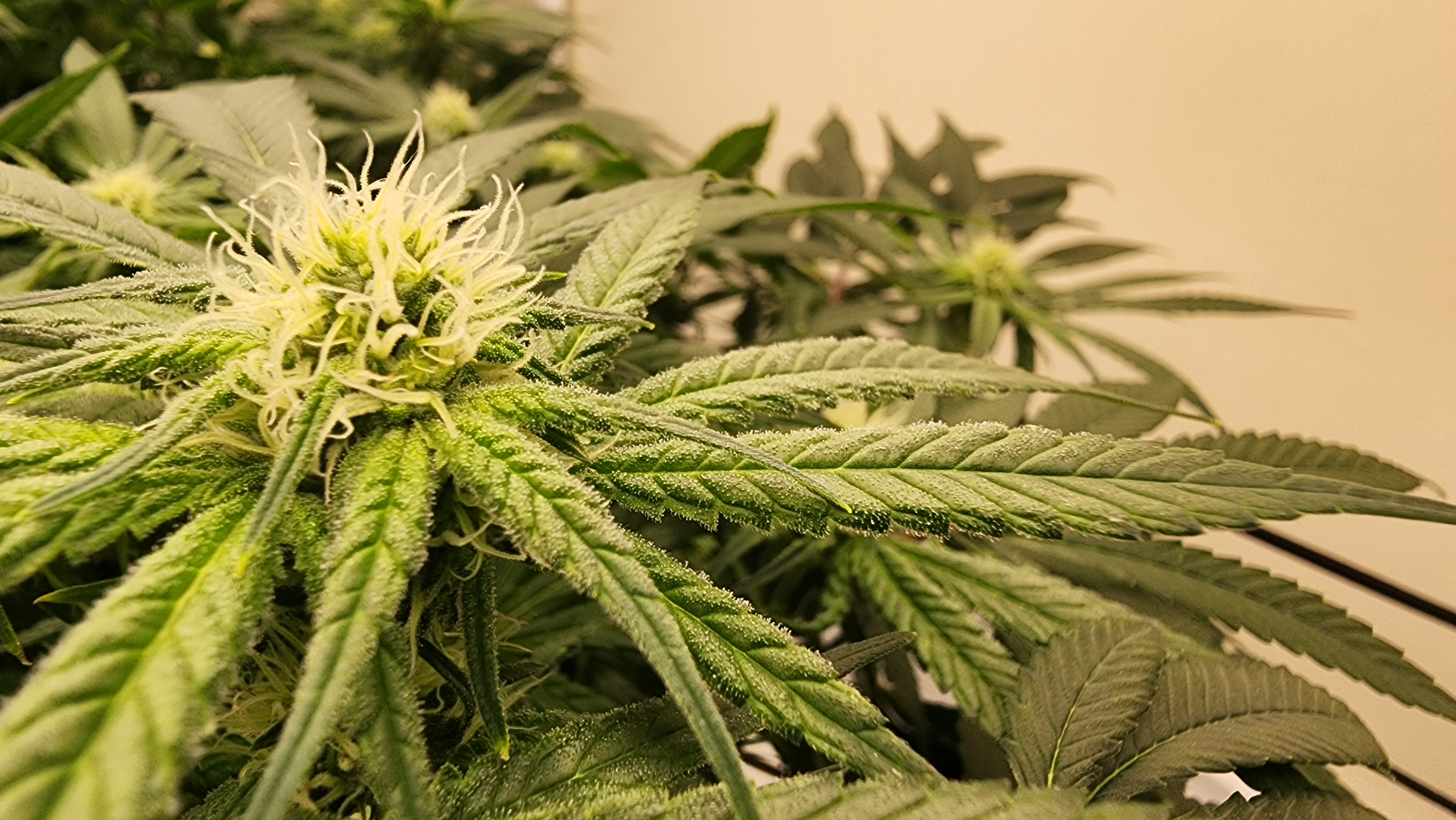 3rd run, 8 plant mom hunt - indoor top fed DTW with rockwool — flower, day 126