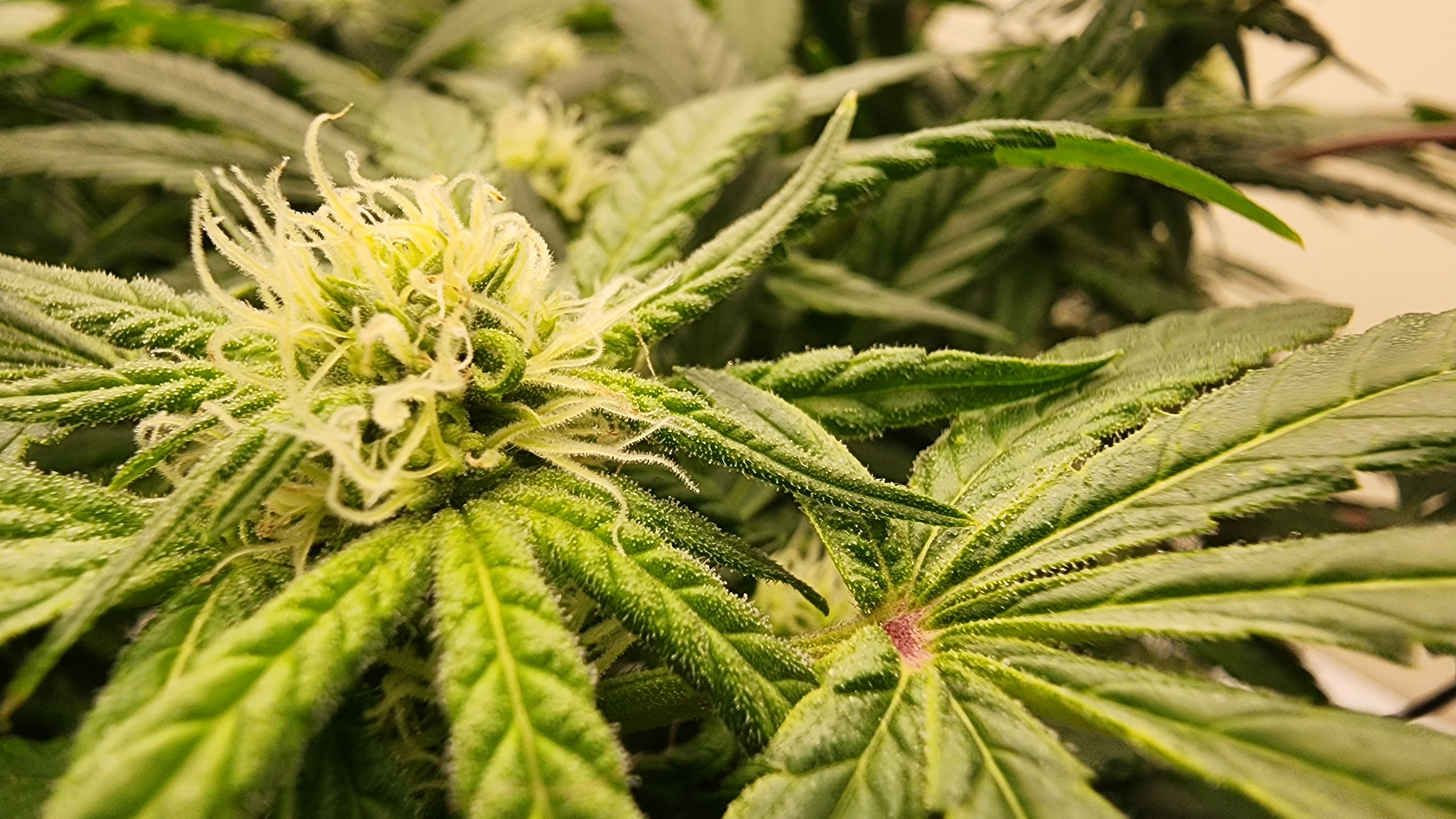 3rd run, 8 plant mom hunt - indoor top fed DTW with rockwool — flower, day 126