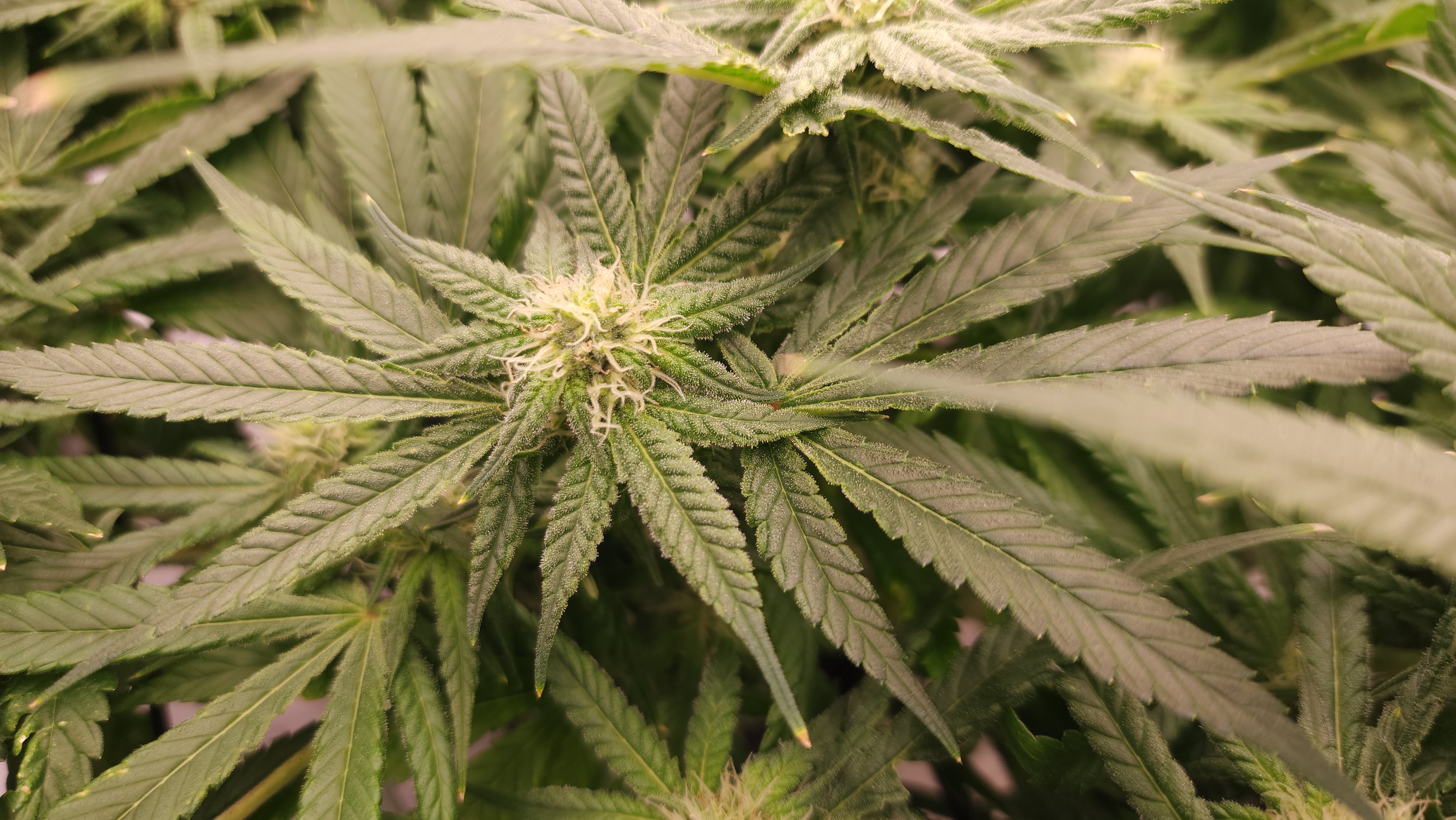 3rd run, 8 plant mom hunt - indoor top fed DTW with rockwool — flower, day 128