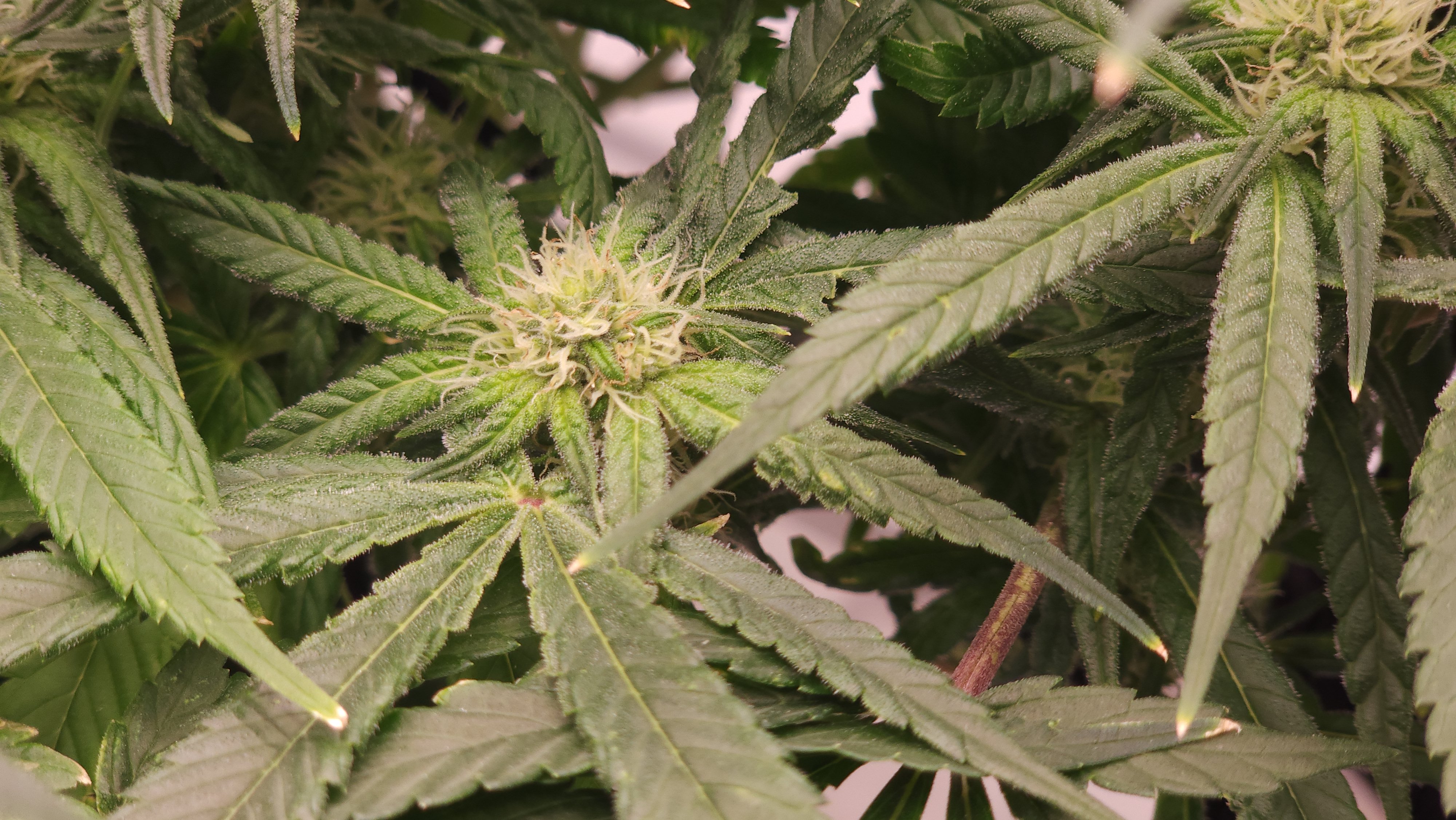 3rd run, 8 plant mom hunt - indoor top fed DTW with rockwool — flower, day 128