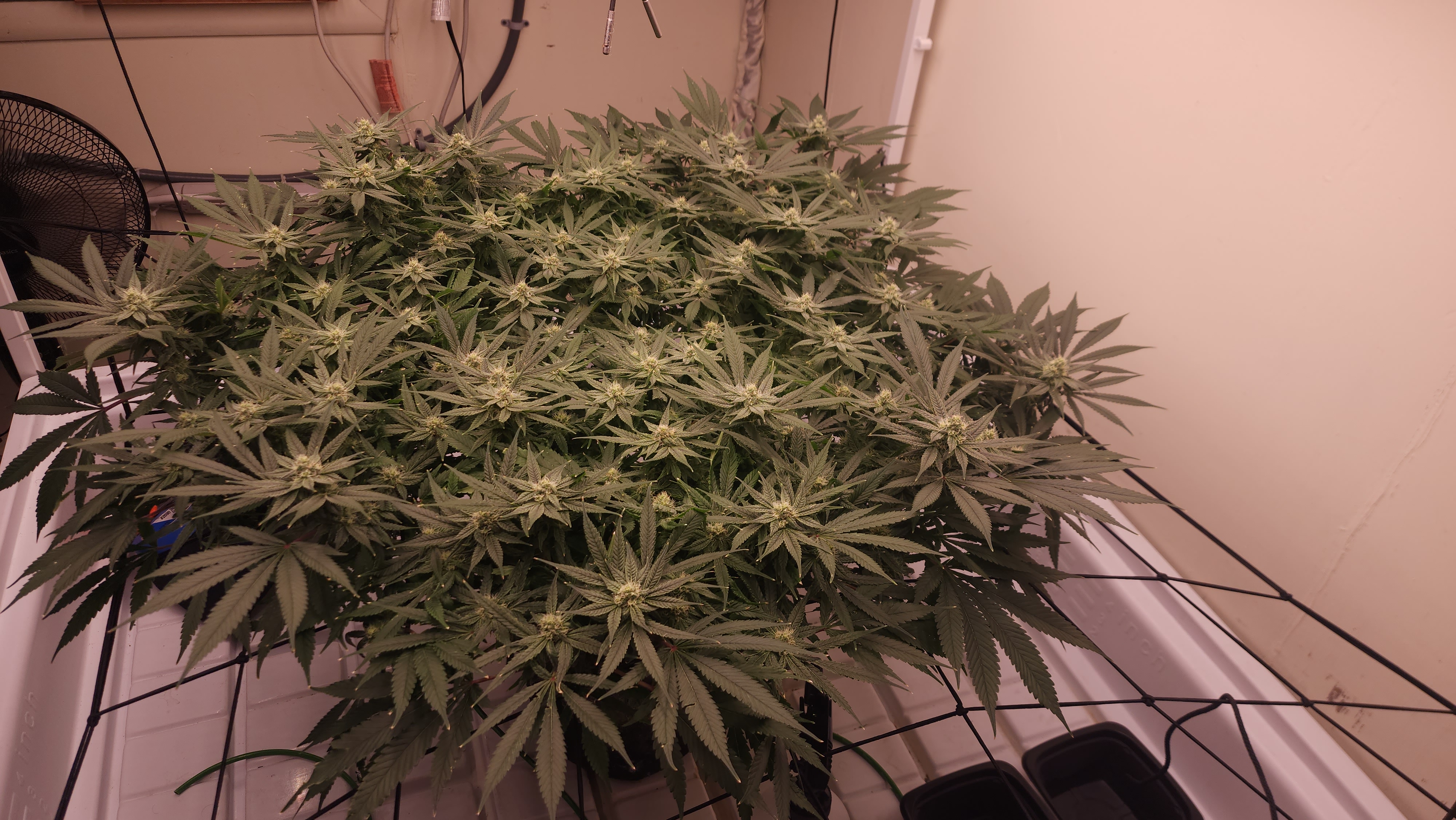 3rd run, 8 plant mom hunt - indoor top fed DTW with rockwool — flower, day 134