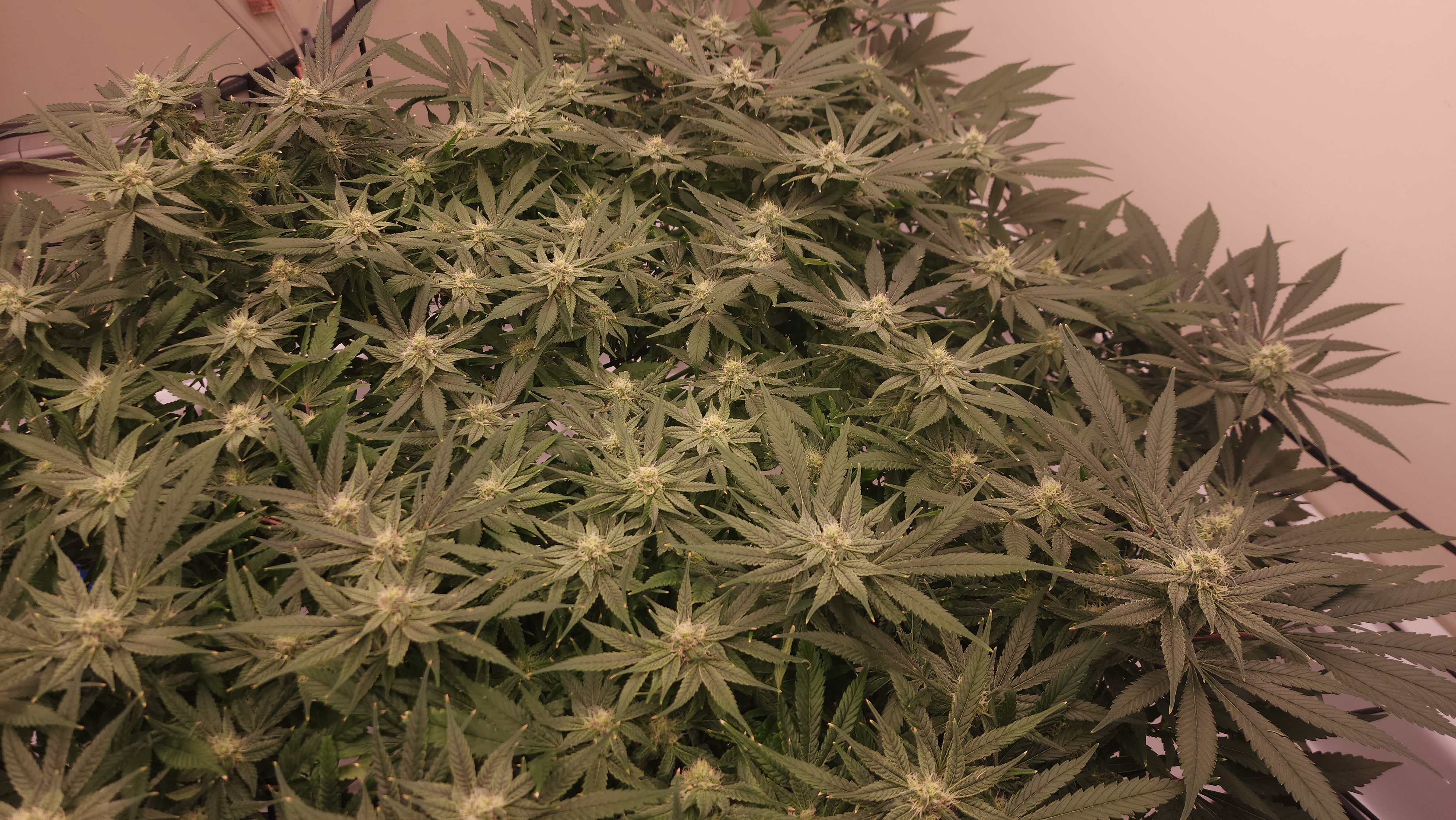 3rd run, 8 plant mom hunt - indoor top fed DTW with rockwool — flower, day 134