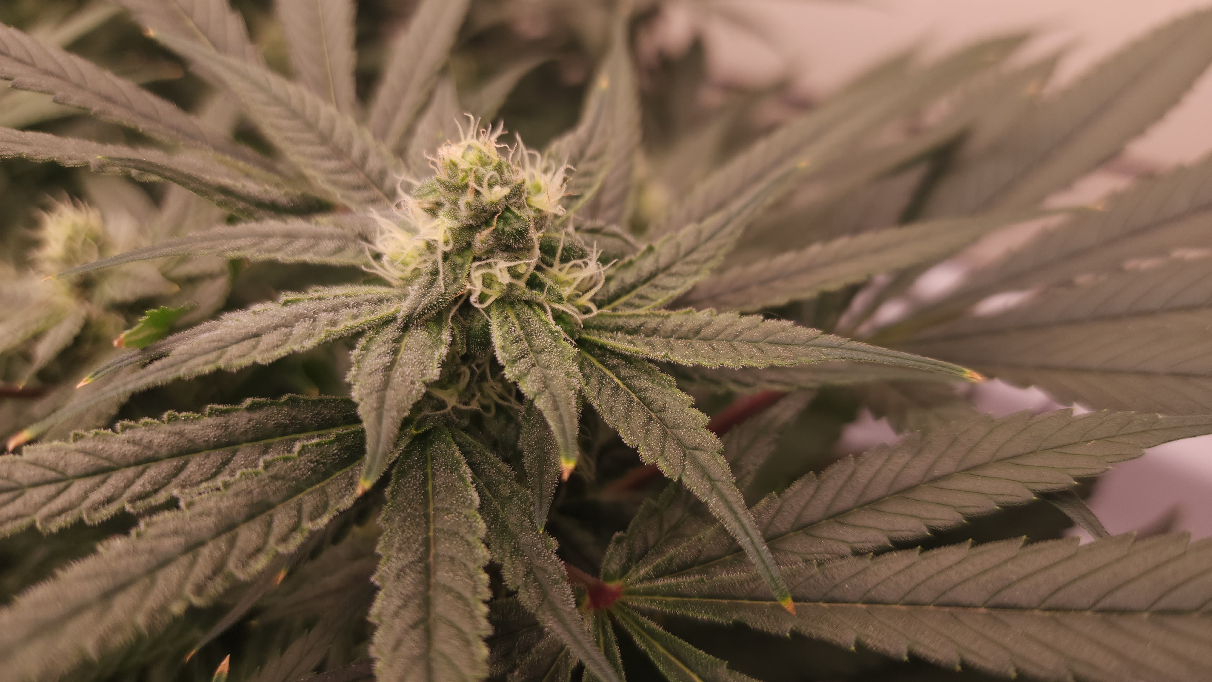 3rd run, 8 plant mom hunt - indoor top fed DTW with rockwool — flower, day 134