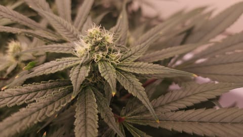 3rd run, 8 plant mom hunt - indoor top fed DTW with rockwool — flower, day 134