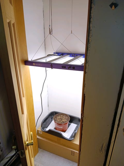 Indoor Closet Grow — seedling_rooting, day 1