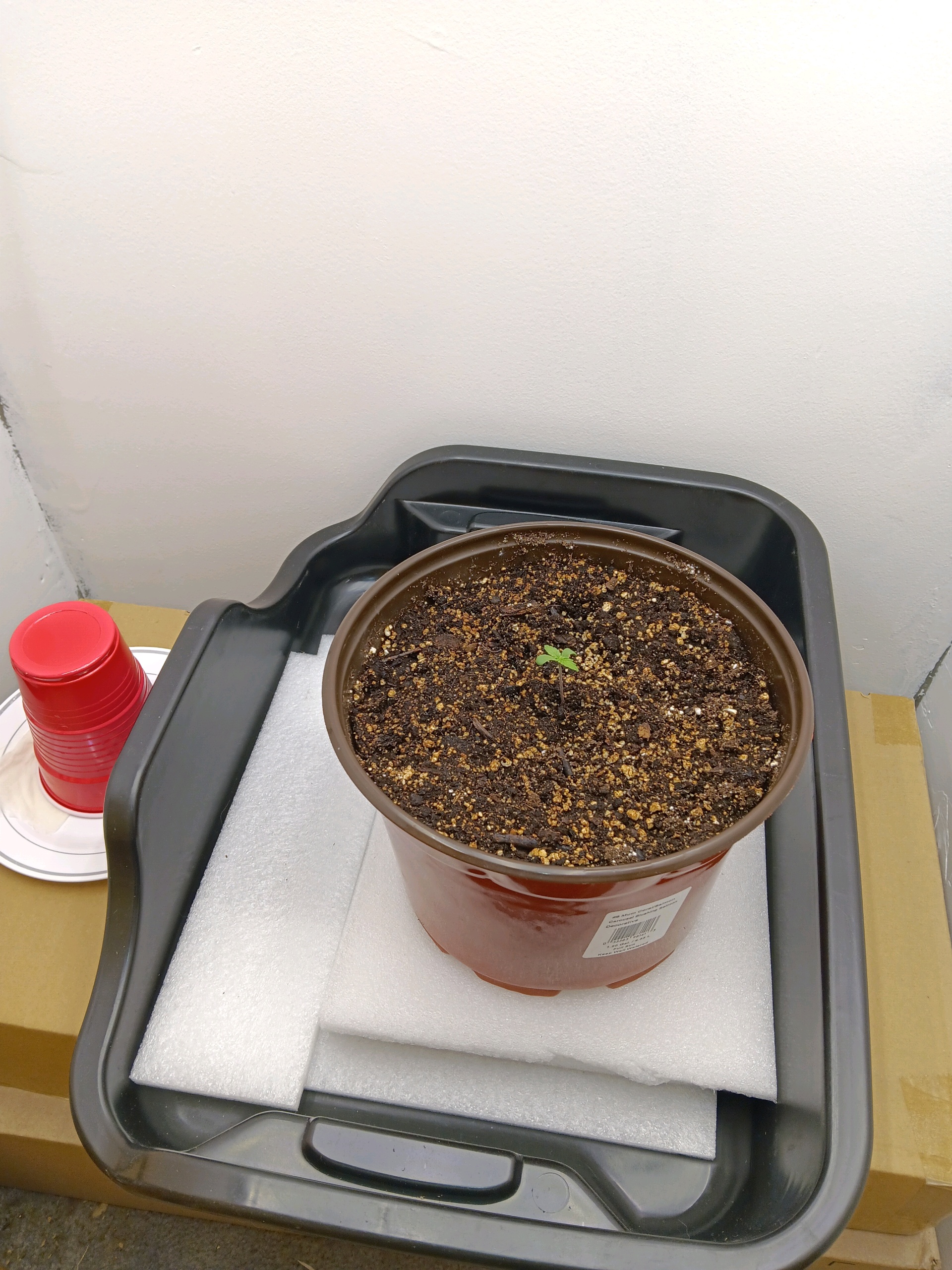 Indoor Closet Grow — seedling_rooting, day 5
