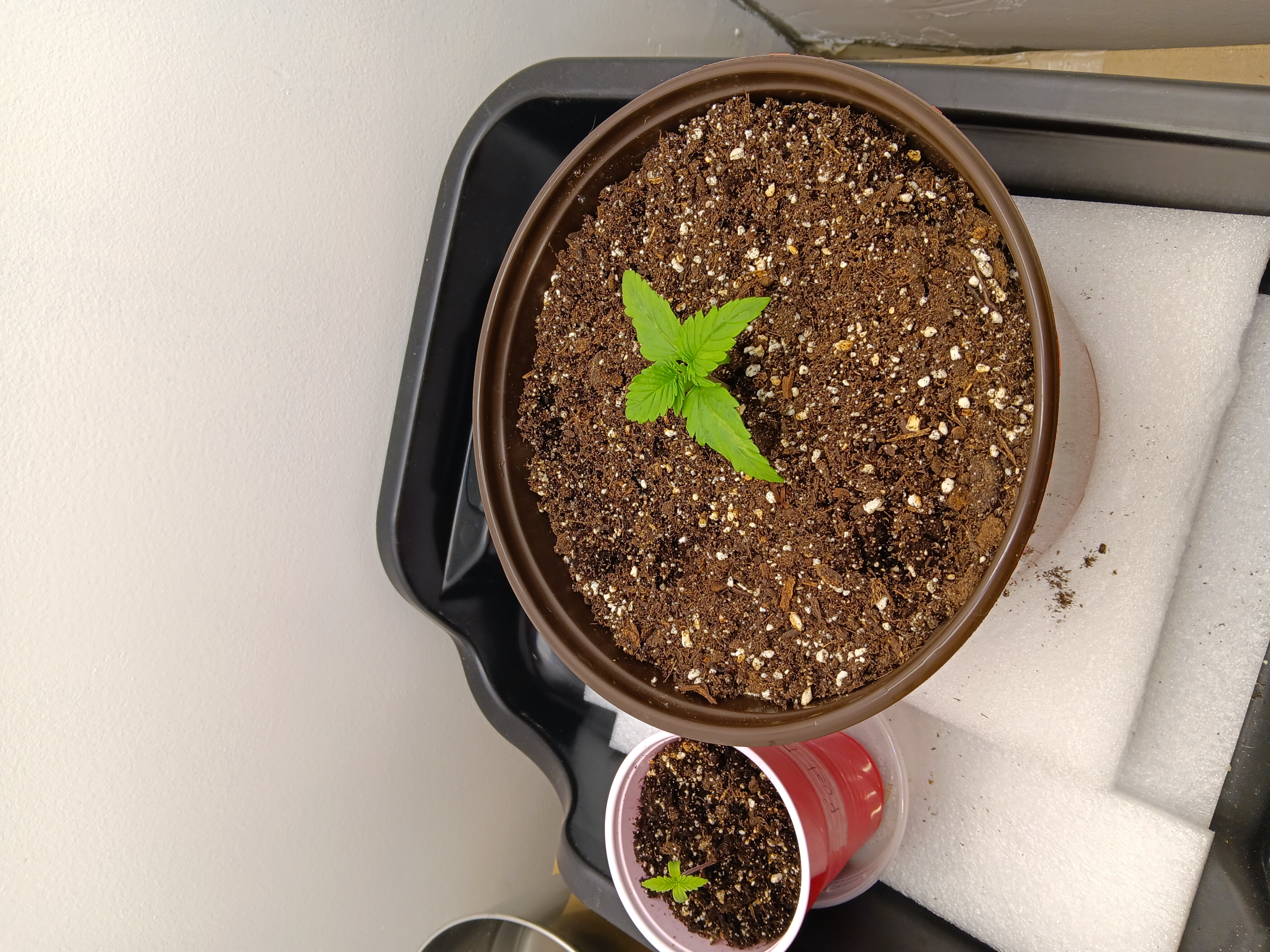 Indoor Closet Grow — seedling_rooting, day 11