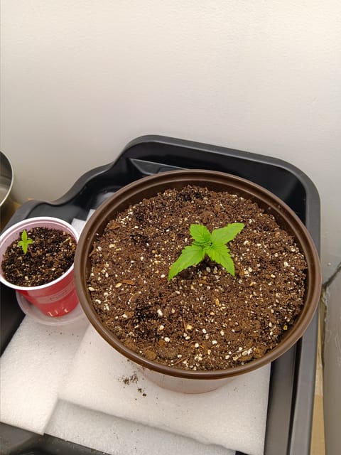 Indoor Closet Grow — seedling_rooting, day 11