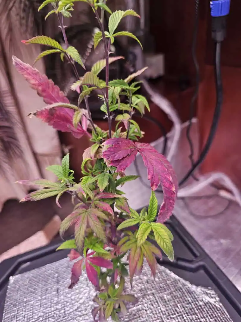 randomised  — vegetative, day 1