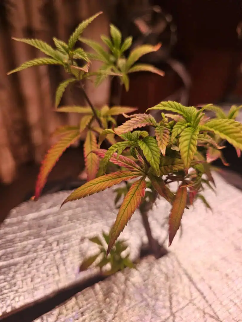 randomised  — vegetative, day 1