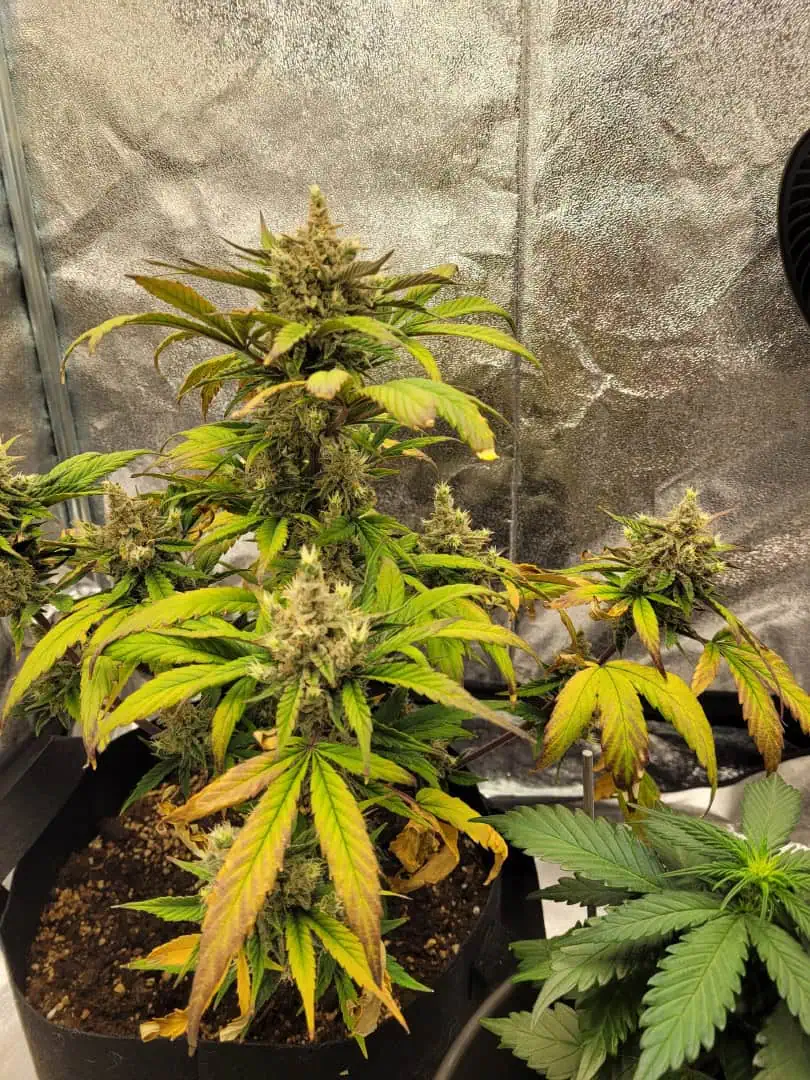 Almost Finished  — flower, day 76