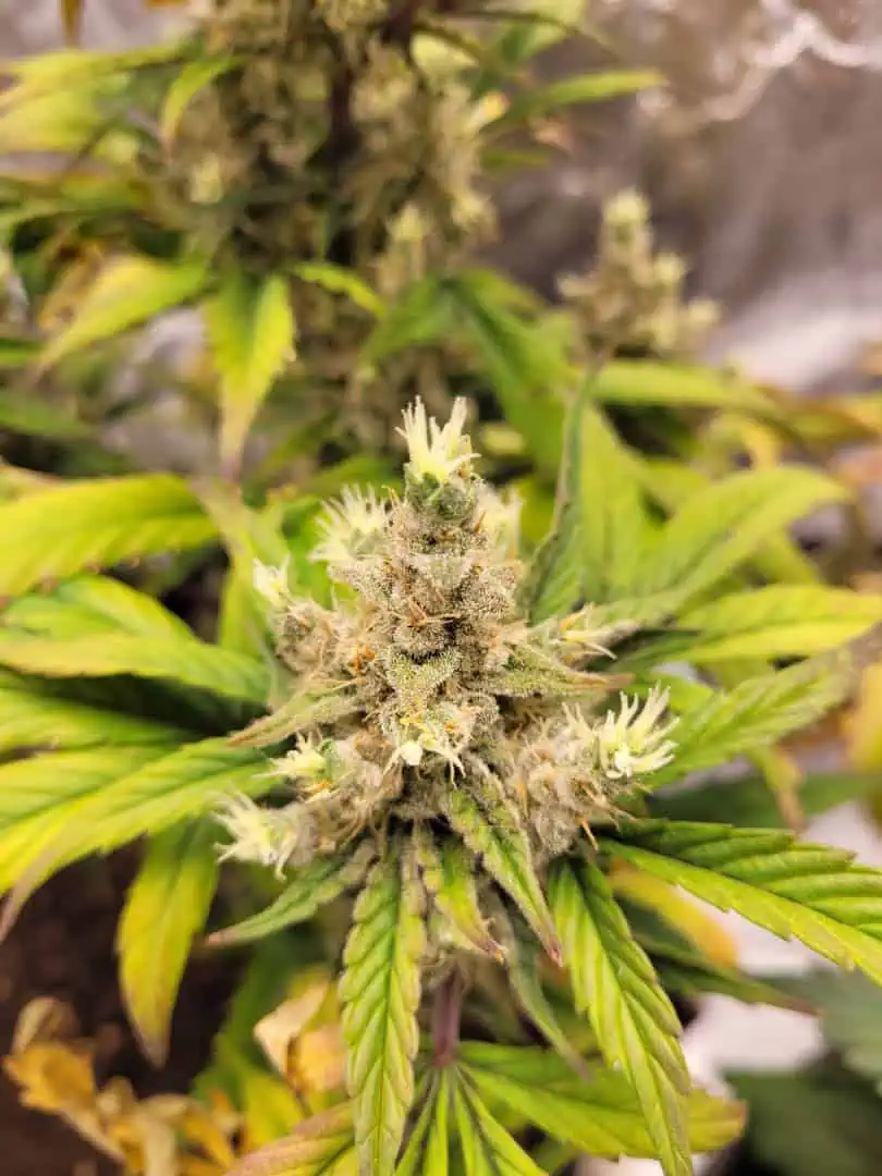 Almost Finished  — flower, day 76