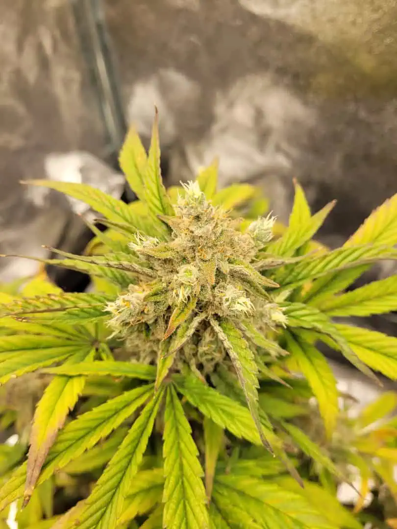 Almost Finished  — flower, day 76