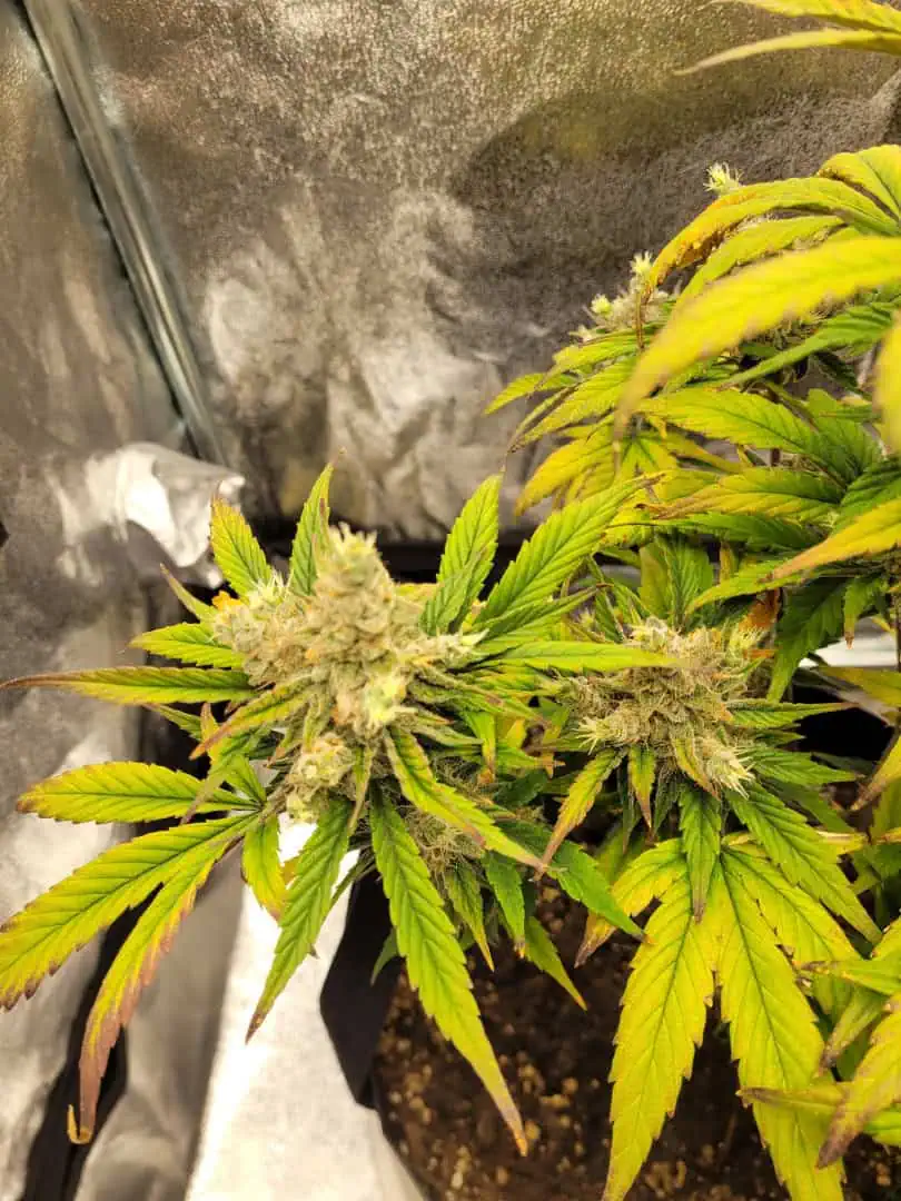 Almost Finished  — germination, day 1