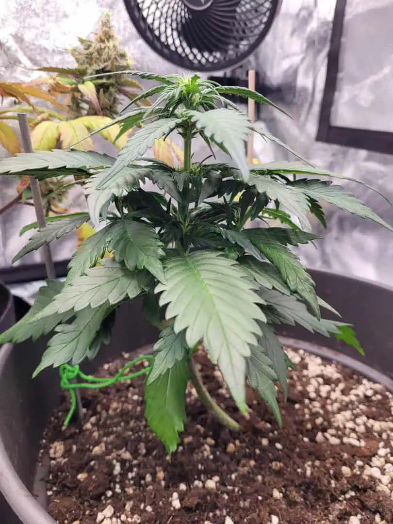 Grow #1 — flower, day 36