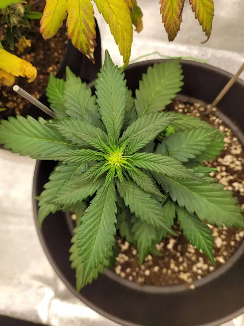 Grow #1 — flower, day 36