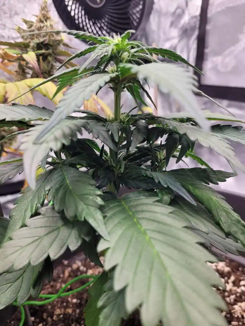 Grow #1 — flower, day 36
