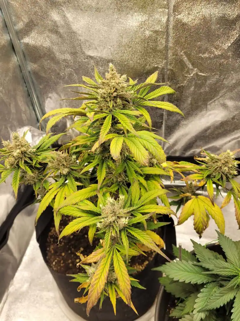 Almost Finished  — flower, day 77