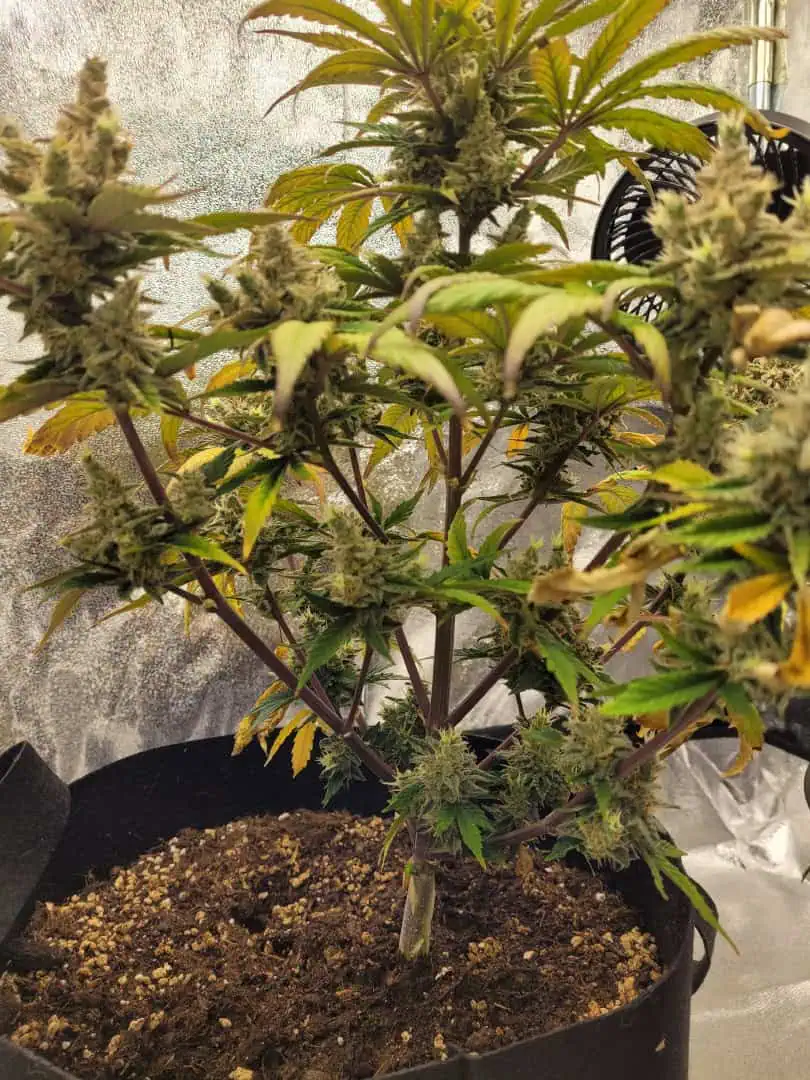 Almost Finished  — flower, day 77